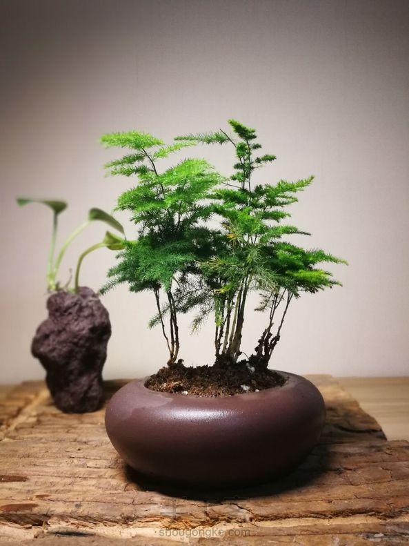 全手工紫砂培植神器！盆景、水培从容应对。