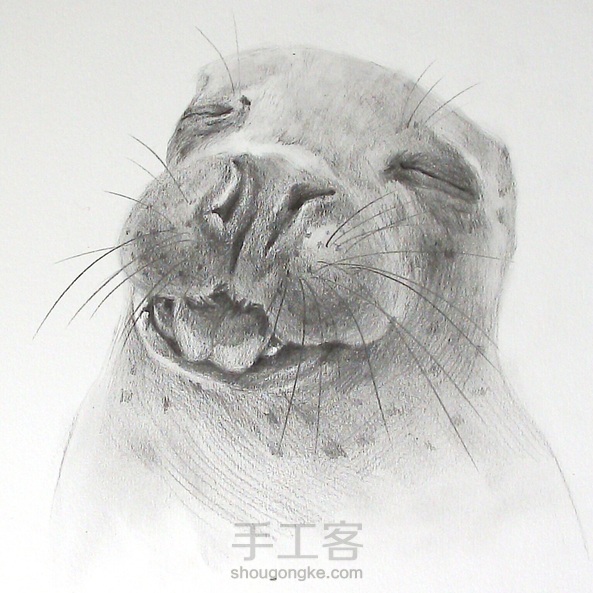萌宠  小海豹