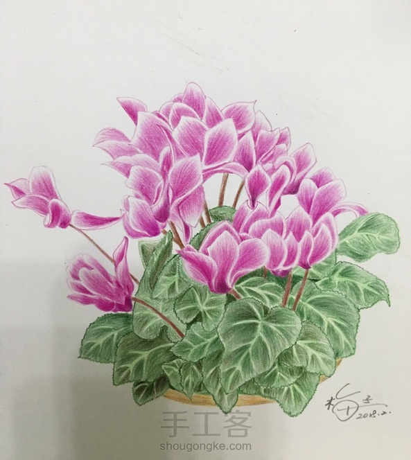 仙客来彩铅画