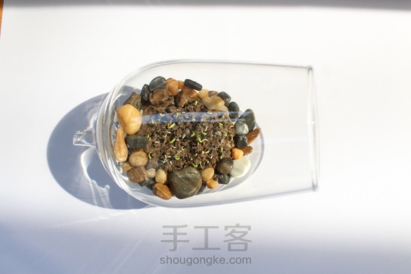 精致的小盆景!
