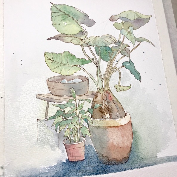 【钢笔淡彩】植物手绘临摹