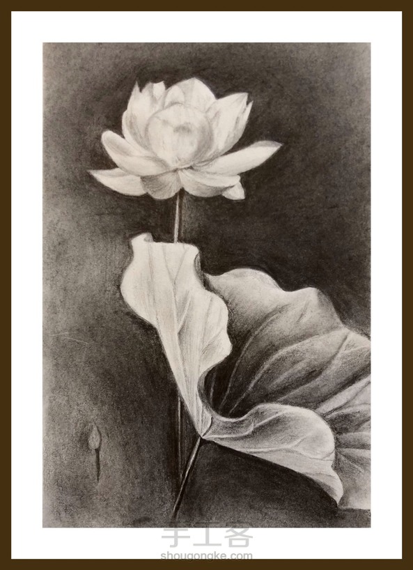 墨荷 素描