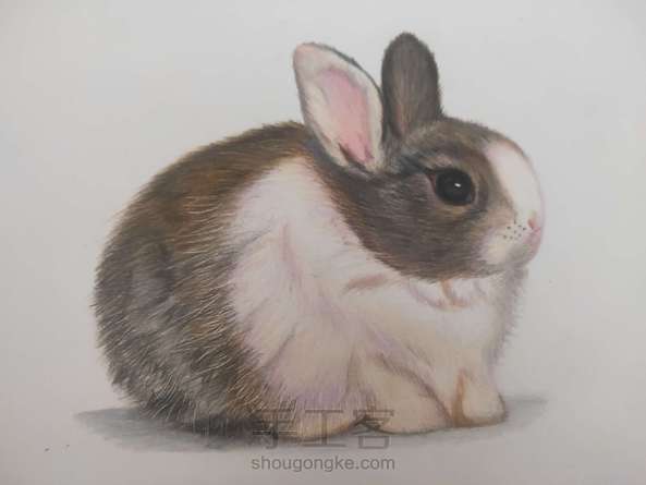 彩铅分享【小兔】