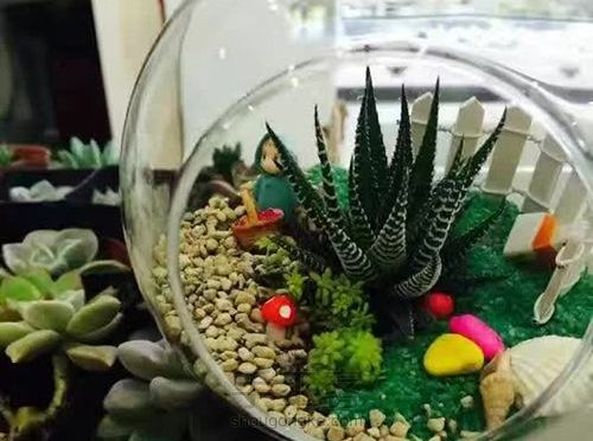优加手作制作一款独特的多肉微景观,打造多肉的微世界