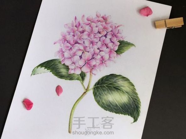 在公园辣手摧花，写意一株无尽夏