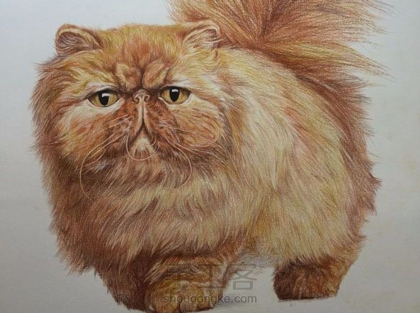 彩铅教程｜学画一只呆萌的彩铅胖猫，喜欢的带走！