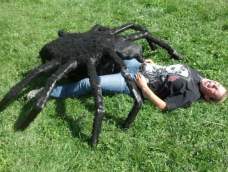 这是Hellga，巨型蜘蛛。她由
