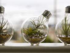 小灯泡里也可以栽植物么？当然，只要你有耐心。