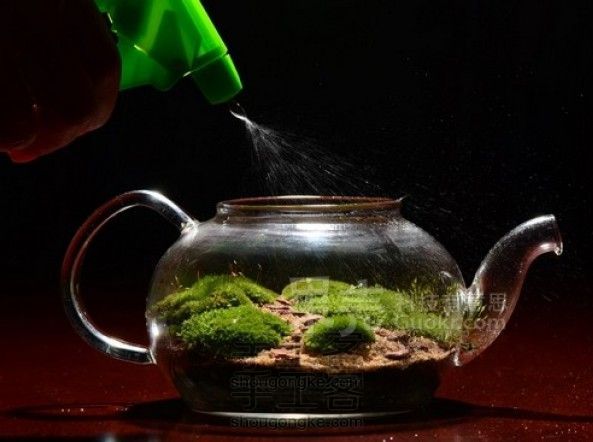 沏一壶苔藓:苔藓微缩景观diy教程