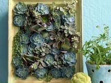 立体多肉植物画框