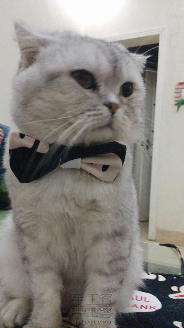 给宠物做个帅气的小领结！