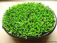 火龙果种子盆栽