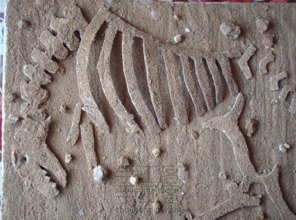 硬纸板恐龙化石