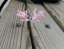 猫七菇凉之樱花树