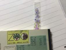 透明干花书签 透明干花书签
