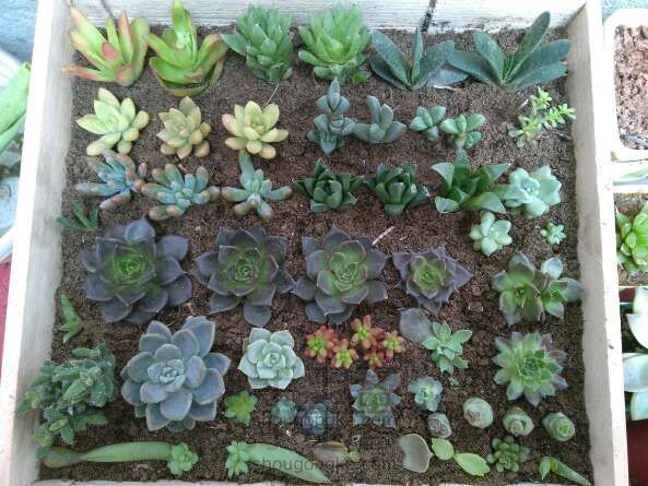 废物利用(鸡蛋变花盆)