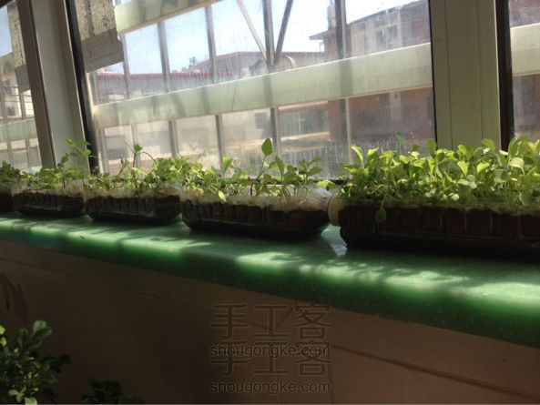 种白菜
