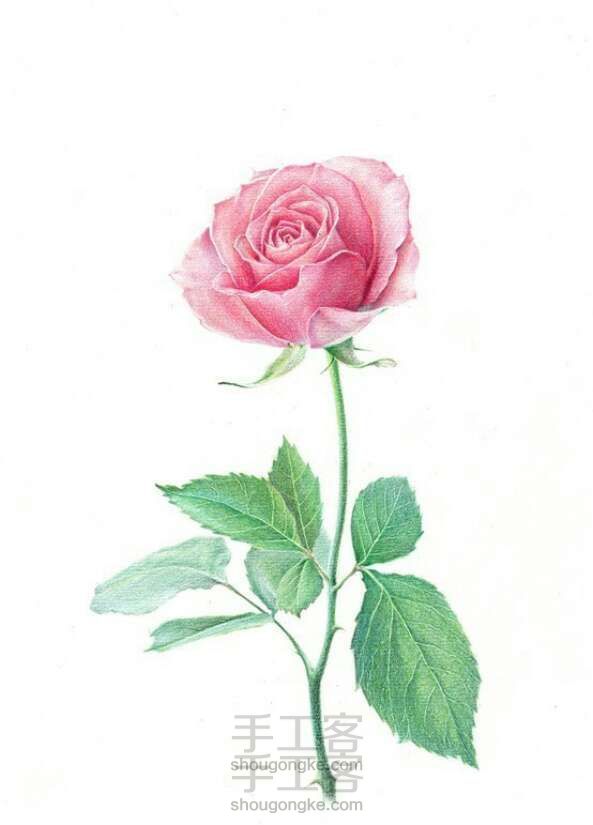 彩铅手绘玫瑰花