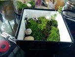 苔藓植物盆栽~