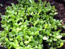 绿色茶杯小盆栽