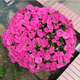 垂吊矮牵牛 园艺DIY