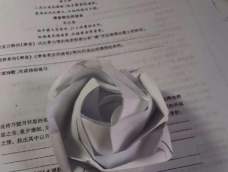 喵子-玫瑰新品种折纸教程