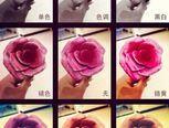 纸制玫瑰