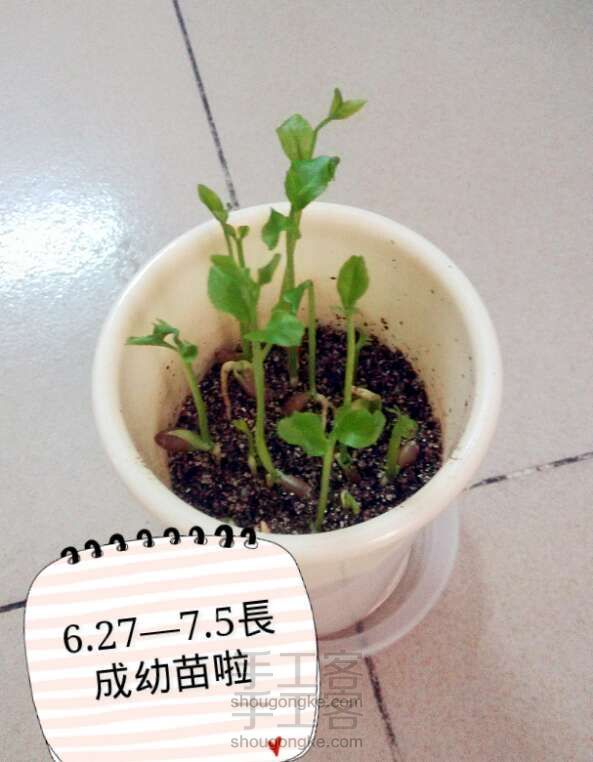 檸檬盆栽,檸檬子,杯子,泥土,細沙
