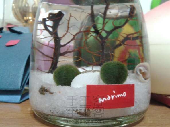 创意手工 给海藻球(marimo)换水