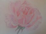 彩铅——玫瑰花