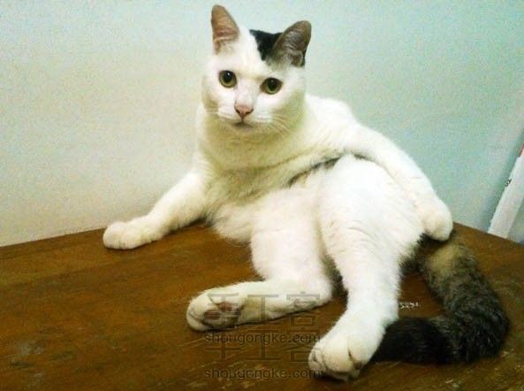 如何和爱猫一起碎叫