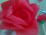 DIY超级简单的玫瑰花🌹