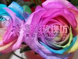送你一朵七彩玫瑰