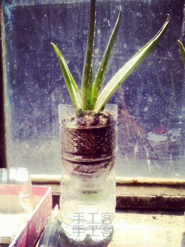 DIY自吸水式塑料花盆，无需浇水！