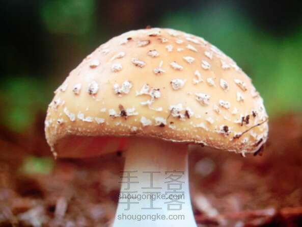 蘑菇 折纸教程
