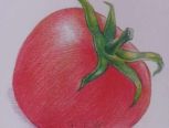 萌之物语.水果系列:教你用彩铅画可爱西红柿