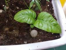 可爱的黄皮树小苗 栽培DIY