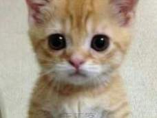 戴猫的帽子 不织布教程