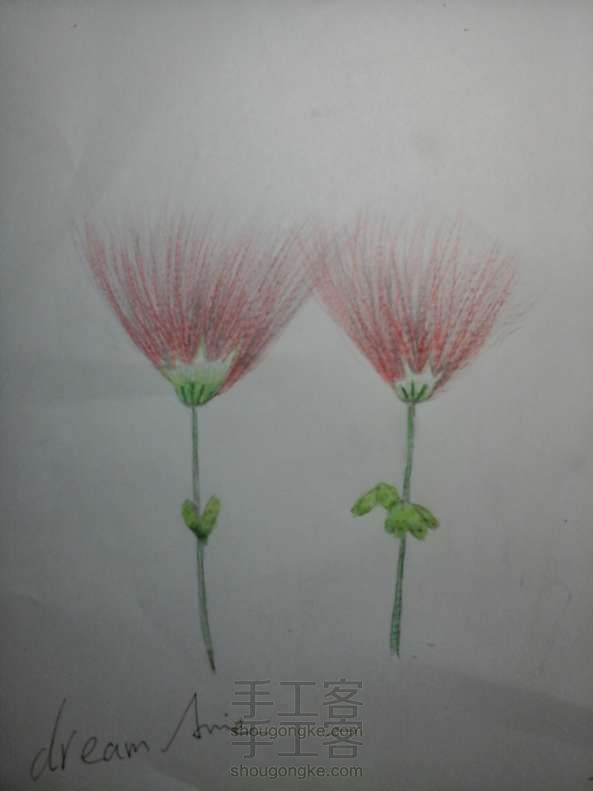 教你用彩铅使合欢花活在纸上 彩铅绘画教程