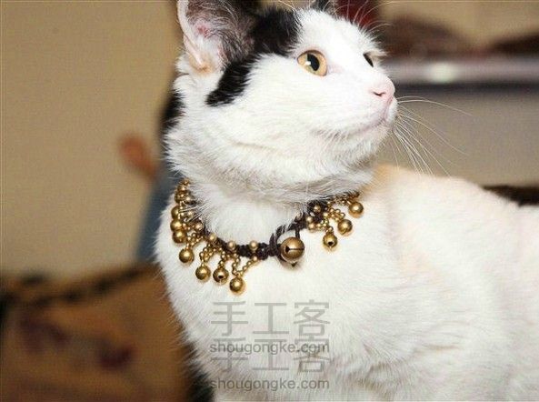 迈向土豪之路 - 给咪咪做一条金链子 DIY手工制作教程