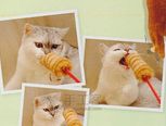 我爱猫猫之逗猫棒