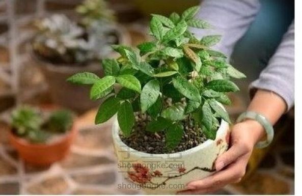 DIY盆栽🎍(1)「龙眼森林」