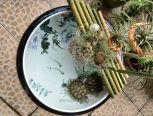 创意DIY竹子盆景