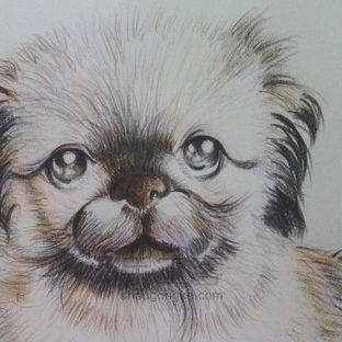 【Cinne手绘教程】彩铅绘狗狗（京叭犬）绘画教程