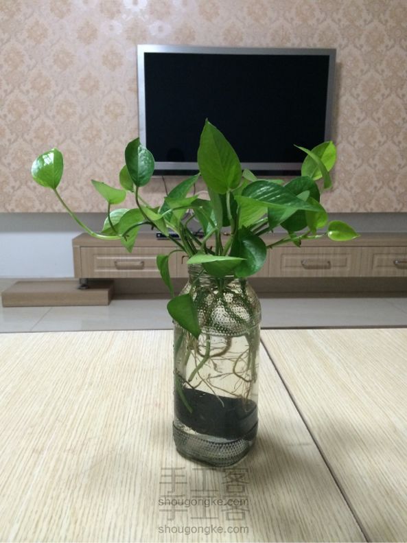 园艺教程:多姿的绿萝