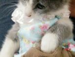 猫咪的花裙子