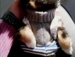 第一件coco的新衣---用废旧毛衣自制幼犬冬衣