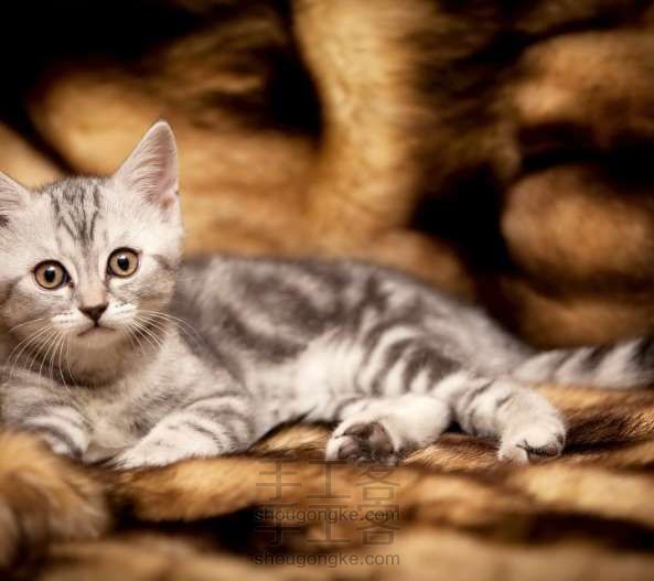零基础绘画,美国短毛猫