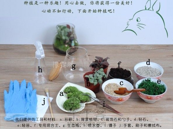 苔藓微景观,玩的是DIY