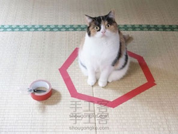 3个简单步骤就可以轻松捕获爱乱跑的猫咪!